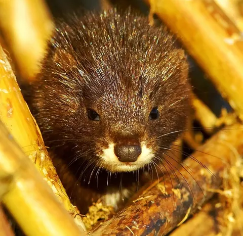 Mustela lutreola — European mink in reed bed