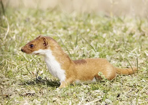 Mustela nivalis — least weasel on grassland