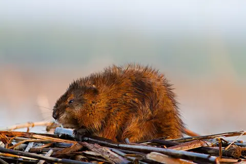 Ondatra zibethicus muskrat Danube Delta Romania