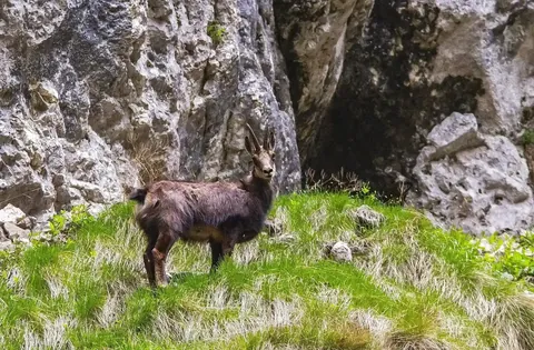 Rupicapra rupicapra — chamois on alpine rock face