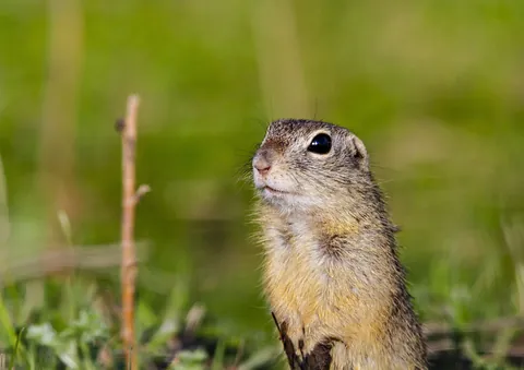 Spermophilus citellus ground squirrel alert Romania