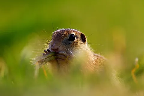 Spermophilus citellus — European ground squirrel feeding in grass