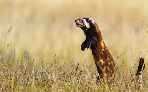 Vormela peregusna — marbled polecat standing upright in steppe