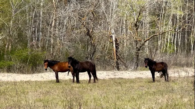 Wild horses grazing in Letea Forest — Danube Delta